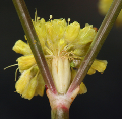 Eriogonum nudum westonii