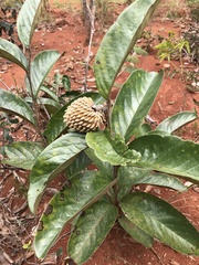 Annona monticola