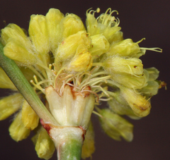 Eriogonum nudum westonii