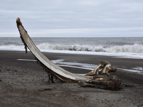Bowhead Whale (Balaena mysticetus), a species recorded in Alaska