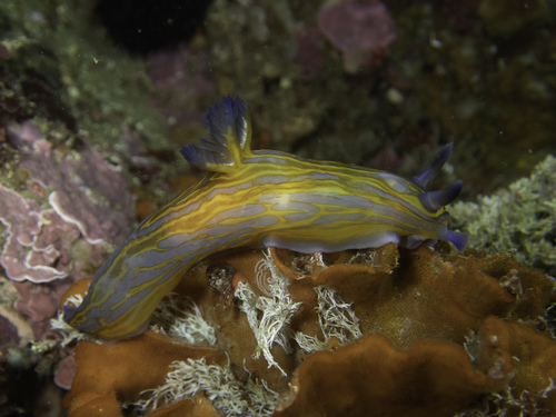 Tyrannodoris europaea