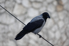 Corvus cornix