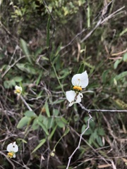 Dalechampia caperonioides