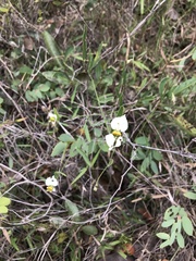 Dalechampia caperonioides