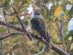 Microeca flavigaster