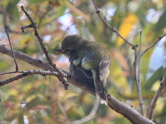 Microeca flavigaster