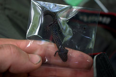 Desmognathus auriculatus