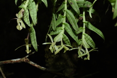 Epidendrum posadarum