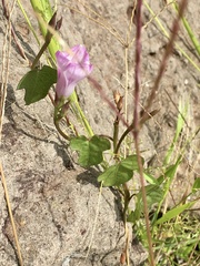 Ipomoea grandifolia