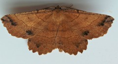 Euchlaena johnsonaria