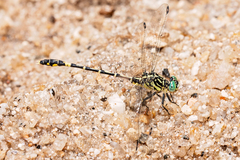 Austrogomphus doddi