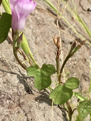 Ipomoea grandifolia