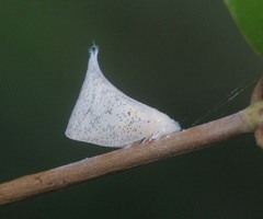 Lawana conspersa