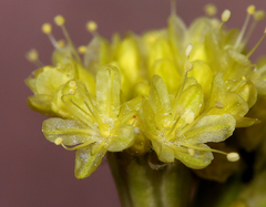 Eriogonum nudum westonii