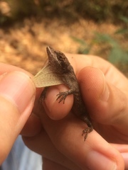 Anolis laeviventris