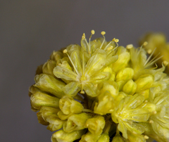 Eriogonum nudum westonii