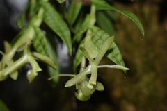 Epidendrum posadarum