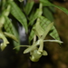Epidendrum posadarum - Photo (c) yudyalejag, osa oikeuksista pidätetään (CC BY-NC)