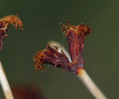 Eriogonum nudum westonii