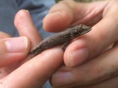 Anolis laeviventris