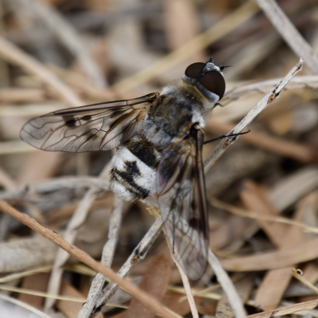 Thyridanthrax luminis