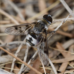 Thyridanthrax luminis