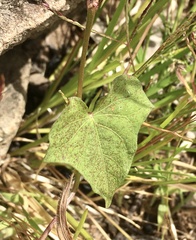 Ipomoea grandifolia