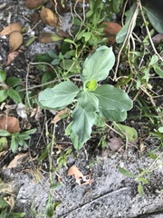 Magnoliopsida