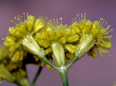 Eriogonum nudum westonii