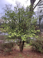 Viburnum macrocephalum