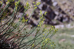 Eriogonum nudum westonii
