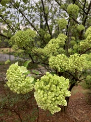 Viburnum macrocephalum
