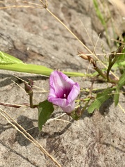 Ipomoea grandifolia
