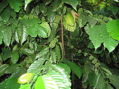 Coffea canephora