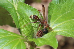 Polistes stigma
