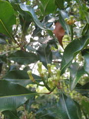Syzygium aromaticum