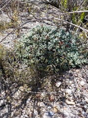 Coryphantha macromeris runyonii