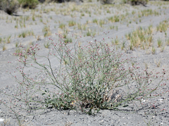 Eriogonum nummulare