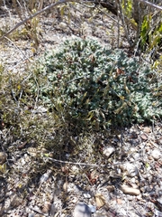 Coryphantha macromeris runyonii