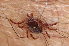 Amblyomma triguttatum