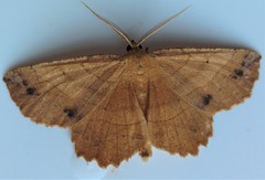 Euchlaena johnsonaria