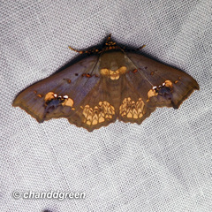 Lopharthrum comprimens