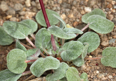 Eriogonum nutans nutans