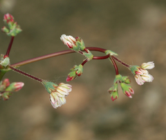 Eriogonum nutans nutans