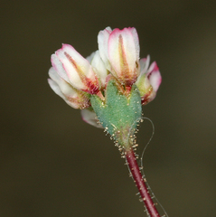 Eriogonum nutans nutans