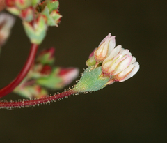 Eriogonum nutans nutans