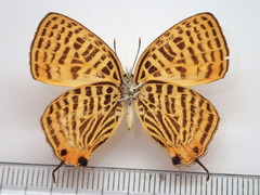 Japonica saepestriata