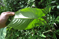 Caladium lindenii