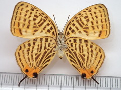 Japonica saepestriata