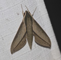 Theretra queenslandi